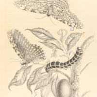 folio321plp20.jpg