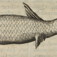 folio598t2p64.jpg