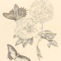folio321plp31.jpg