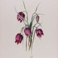 Ms86_l12_pl_425.jpg