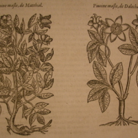 med17t1p743.jpg