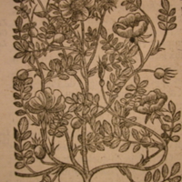 med17t1p106.jpg