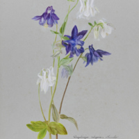 Ms86_l10_pl_380.jpg