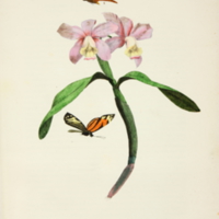 fam1736vol2plp254.jpg