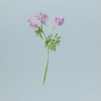 Ms86_l13_pl_455.jpg