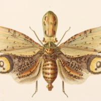 m5446vol14pl96fig1.jpg