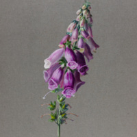 Ms86_l04_pl_128.jpg