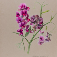Ms86_l08_pl_277.jpg