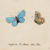 230465t12argusbleu.jpg