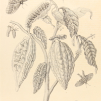 folio321plp63.jpg