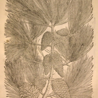med18p99.jpg